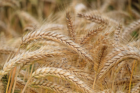 Рост цен на пшеницу остановился, рынок начинает торговать ячмень нового урожая