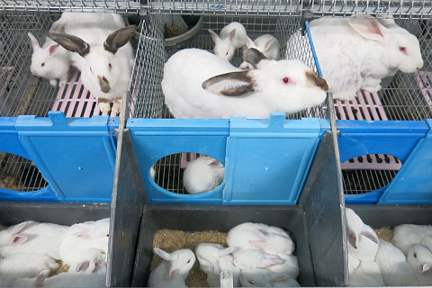 Основной задачей предприятия Панкроль является восстановление и развитие кролиководческой отрасли России