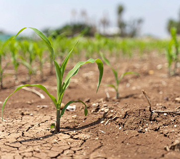Засуха в России в 2023 году: чем поливать и как сохранить урожай